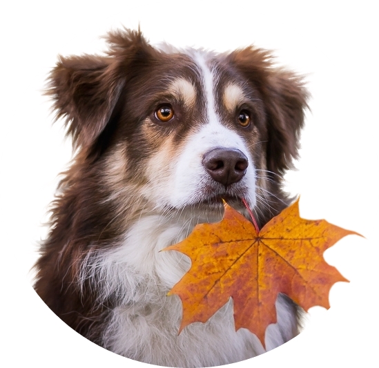 MR_Autumn leaf for a dogxxbbbbb.jpg